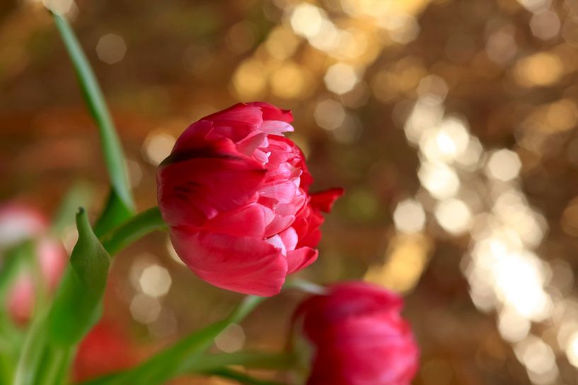 Filled tulip by Thomas Jäger