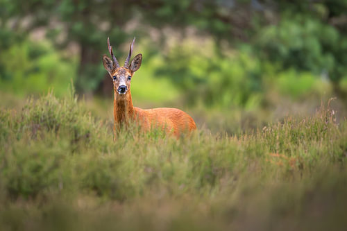 ree bok van Andy van der Steen - Fotografie