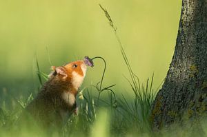 Europäischer Feldhamster von Vienna Wildlife