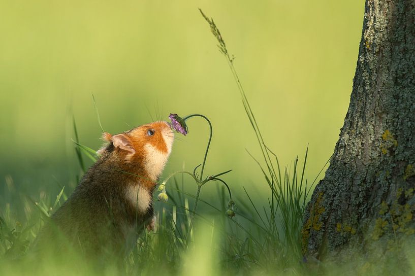 European field hamster by Vienna Wildlife