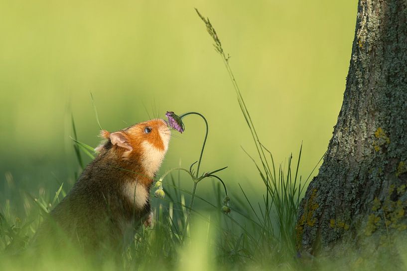 Hamster des champs européen par Vienna Wildlife