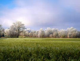 Paysage hivernal avec des arbres recouverts de givre