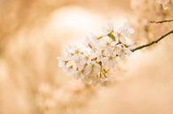 Golden blossoms van Ferry veldhuizen thumbnail
