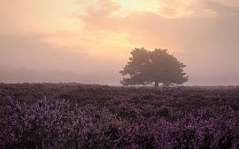 Lila Heidekraut in Gasterse Duinen von Marga Vroom
