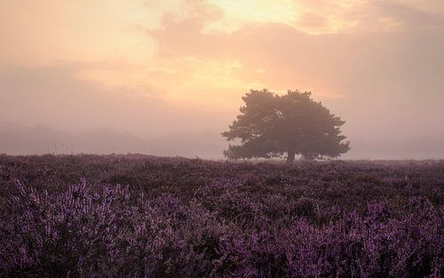 Paarse heide in Gasterse Duinen