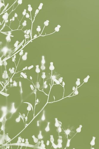 Delicate bloemensilhouetten op Matcha groen