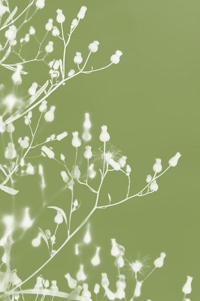 Delicate Floral Silhouettes on Moss Green by Imladris Images