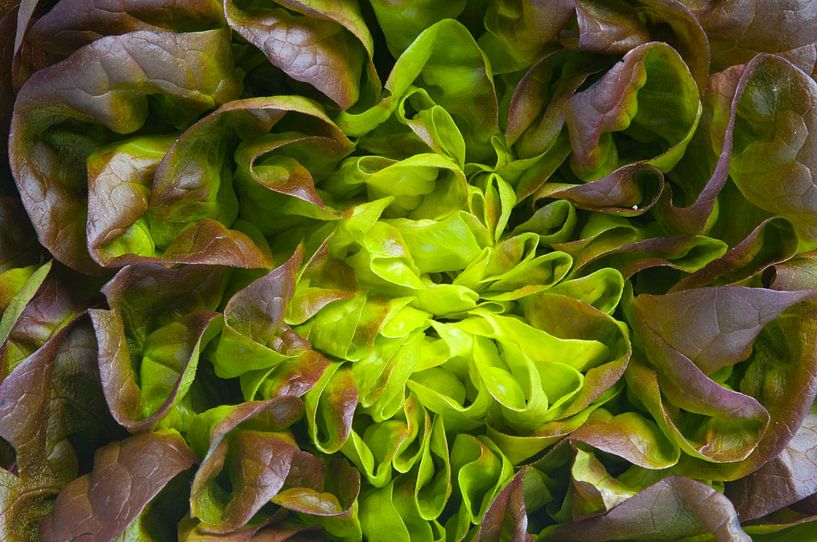 Laitue de Romaine rouge par Sjoerd van der Wal Photographie