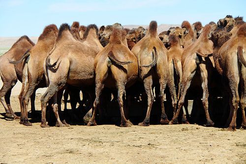 Foule de chameaux devant un puits dans le désert de Gobi