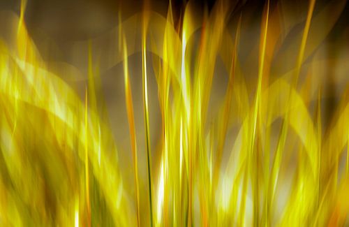 Dansende vlammen in deze grasplant