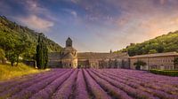 The Abbey of Senanque and the rows of lavender in bloom, panoram by Stefano Orazzini thumbnail