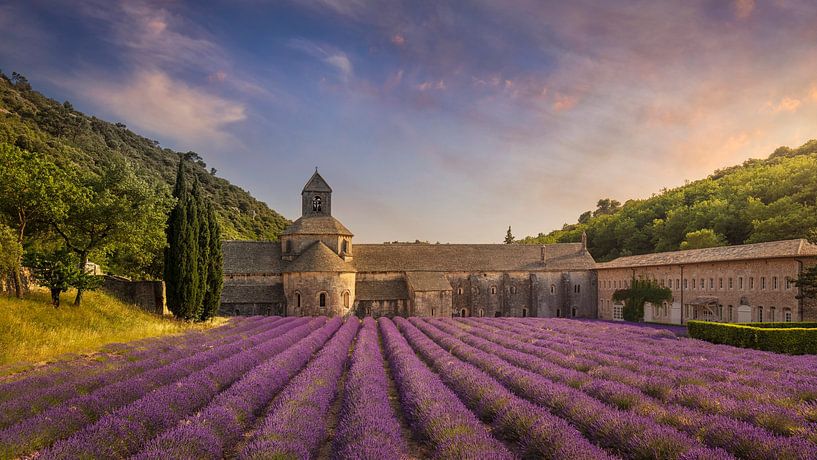 The Abbey of Senanque and the rows of lavender in bloom, panoram by Stefano Orazzini