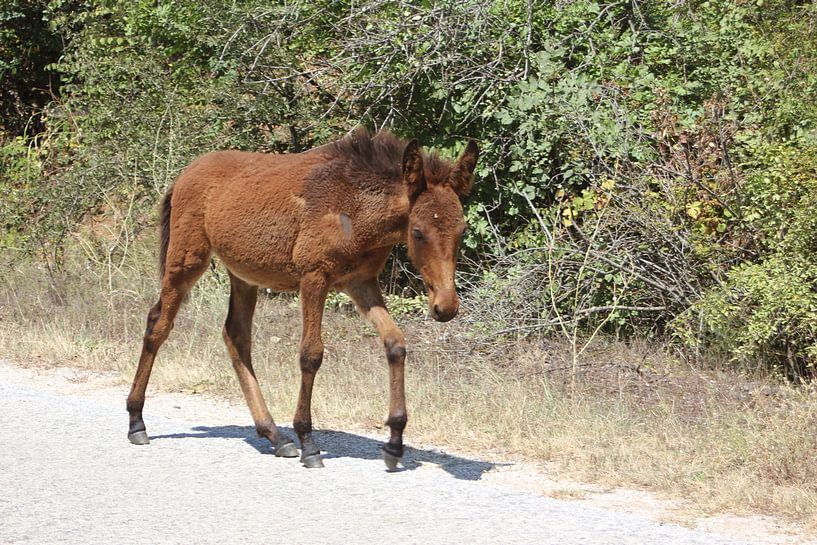 Fohlen - Pferd am Straßenrand - Kerkini See von ADLER & Co / Caj Kessler