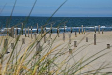 Village de pins dans l'herbe des dunes. sur Corine Dekker