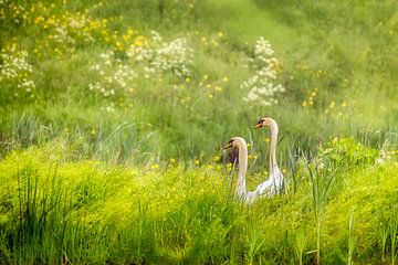 The Netherlands, Schalkwijk, Pair of mute swans.