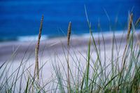 Strandhafer mit Meer und Strand im Hintergrund
