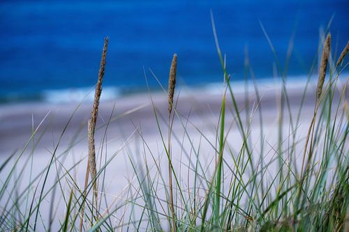 Strandgras met zee en strand op de achtergrond