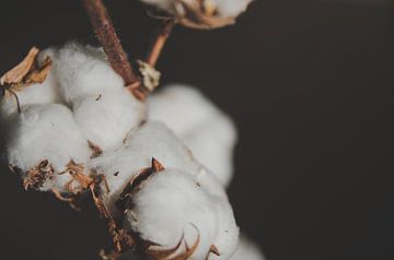 Warm Cotton - Katoen bolletjes van Byroosmarijn