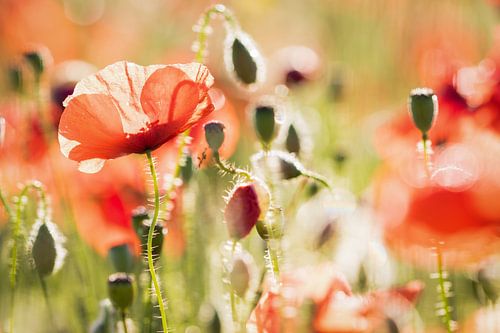 The power of the flower