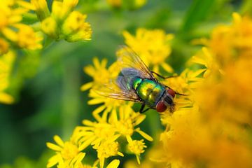 Fliege von Dagmar Marina