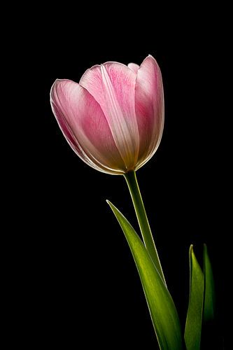 Tulip on black