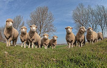 Schapen