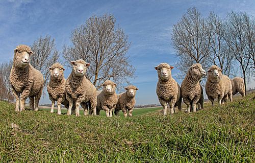 Schapen