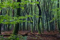 The Magical Speulderbos