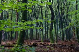 Der magische Speulderbos von Daniel Van der Brug