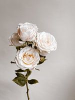 They called her the Wild Rose