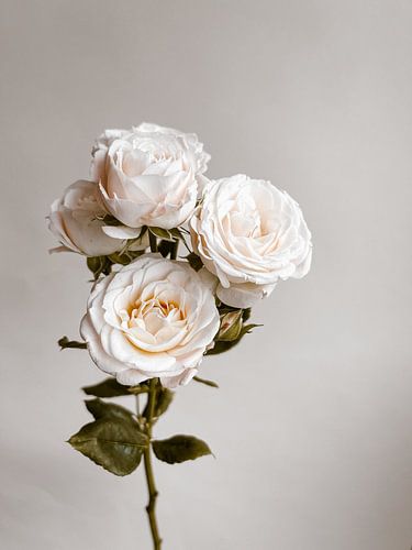 They called her the Wild Rose