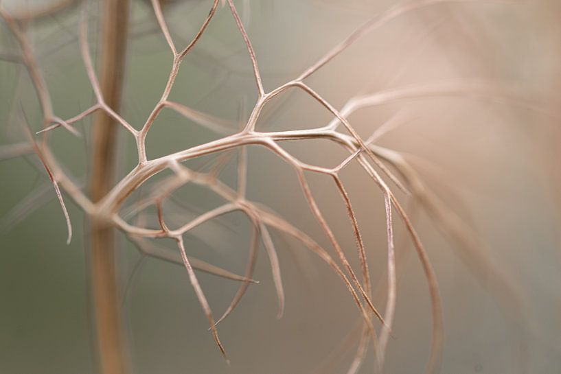 Soft Lines II - Interwoven Silence (Photographie botanique minimaliste dans les tons pastel) par Marika Huisman fotografie