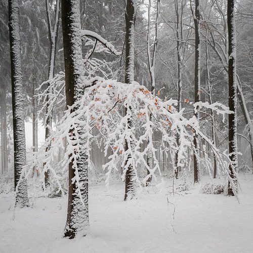 Laatste herfstblaadjes.....