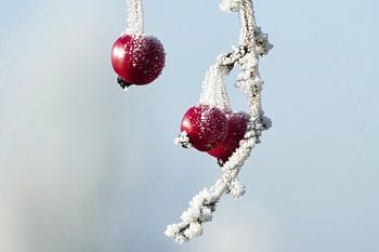Winter Fruit - Rote Zieräpfel an einem frostigen Tag