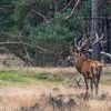 Red deer during the rut by Evert Jan Kip