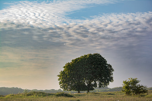 The Famous Trees