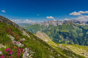 Alpenrosen und Allgäuer Alpen