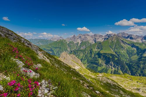 Alpenrozen en Allgäuer Alpen