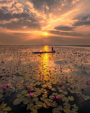 Red Lotus Flowers at Sunset - Silence on the Lake by Ewold Kooistra