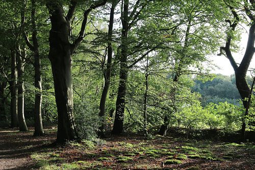 Boslaan à Beetsterzwaag, en Frise