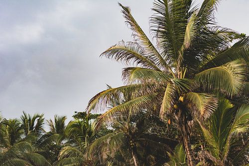 Palm trees on the beach