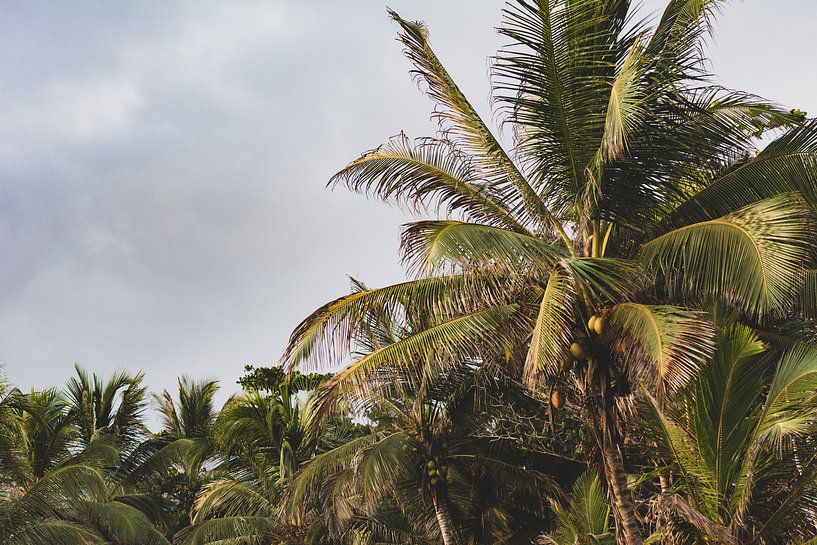 Palmiers sur la plage par Ronne Vinkx