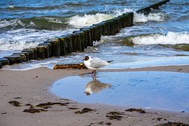 Möwe an der Ostsee am Strand von Animaflora PicsStock