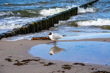 Zeemeeuw op het strand van de Oostzee van Animaflora PicsStock