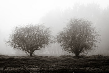 Deux arbres dans le brouillard