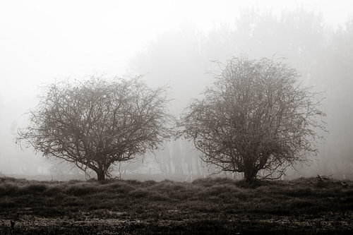 Twee bomen in de mist van Marald Bes