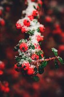 Berry branch with snow