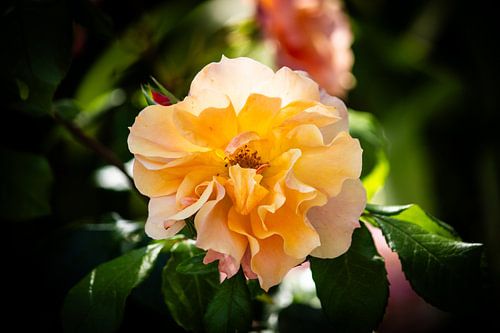 Schitterende witte roos