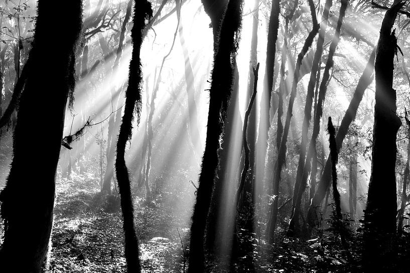 NEBELWALD 2 by Miroslav Ptacek