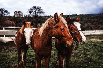 Paarden